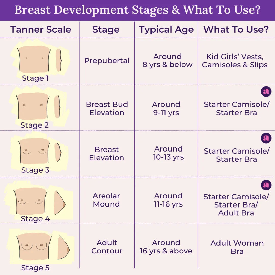 Breast Development Stages & What To Use?