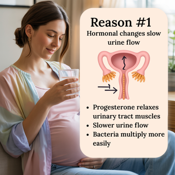 Pregnant woman holding a glass of water with an illustration explaining hormonal changes affecting urine flow during pregnancy.
