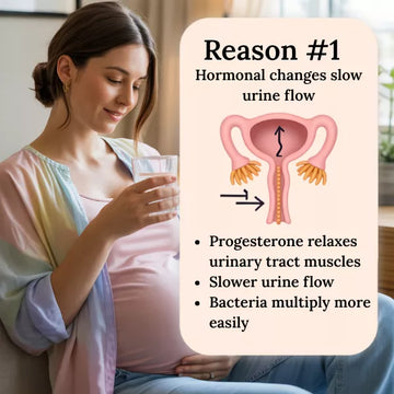 Pregnant woman holding a glass of water with an illustration explaining hormonal changes affecting urine flow during pregnancy.